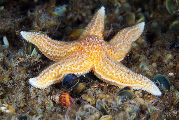 Семиконечная морская звезда