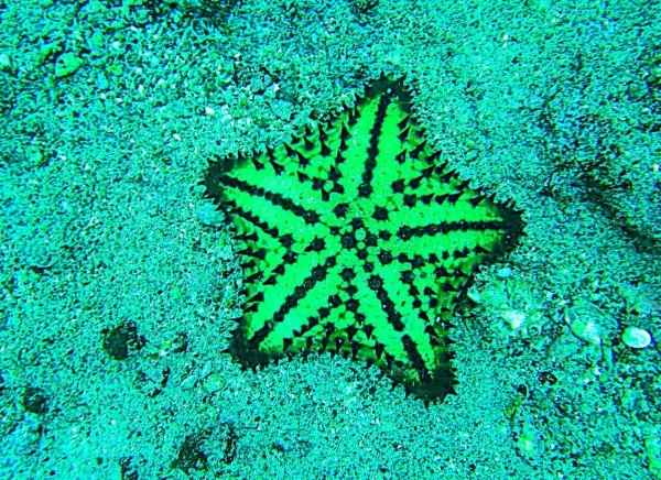 Морская звезда Marthasterias glacialis