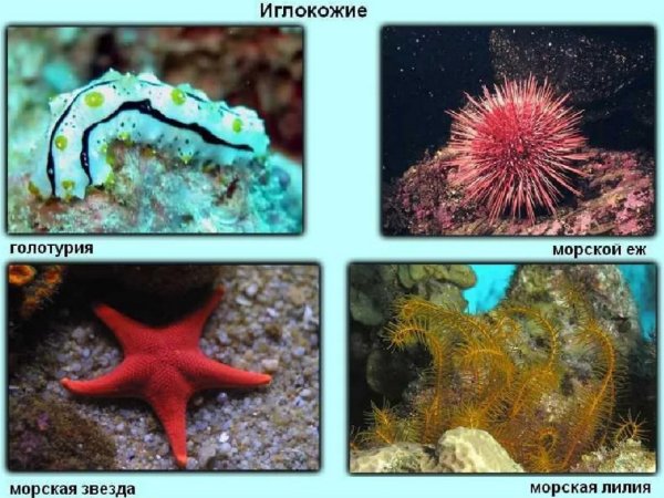 Морские обитатели красная морская звезда