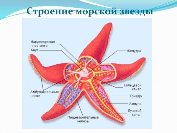 Пятилучевая симметрия иглокожих
