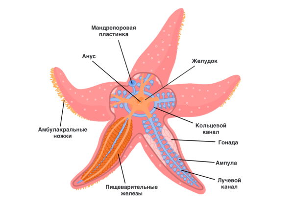 Беспозвоночные животные иглокожие