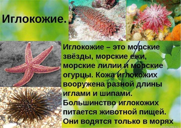 Личинки иглокожих