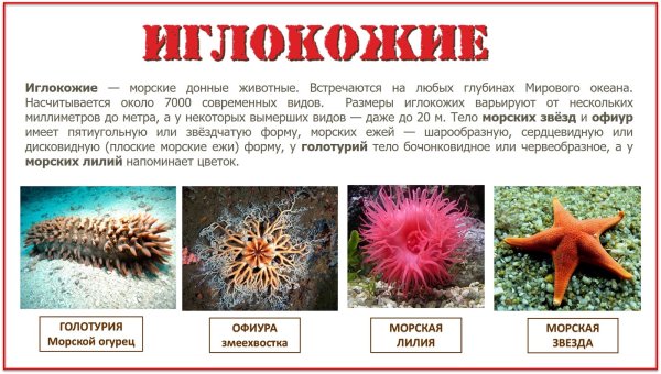 Амурская морская звезда (Asterias amurensis)