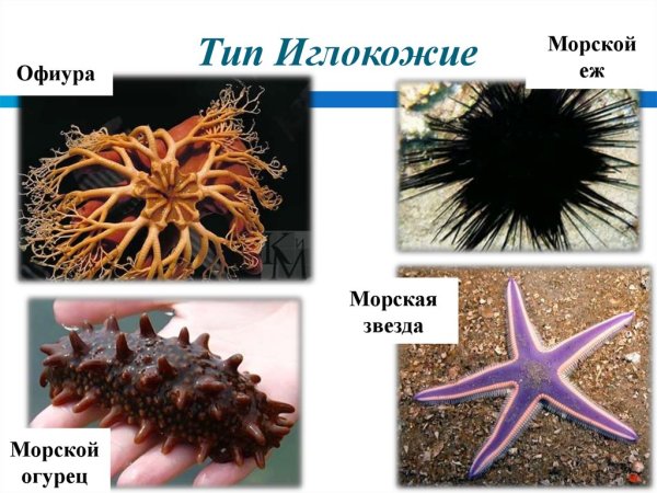 Морская звезда патирия гребешковая