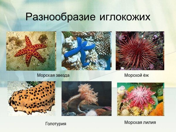 Евастерия сетчатая