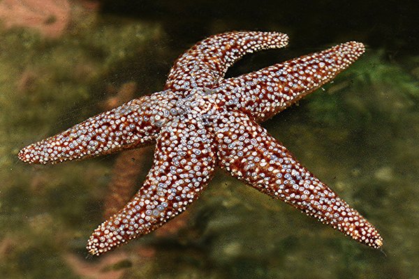 Иглокожие морские звезды