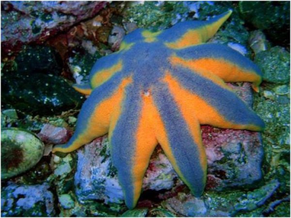 Гигантская морская звезда