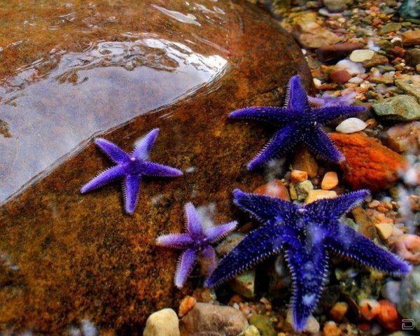 Солястер морская звезда