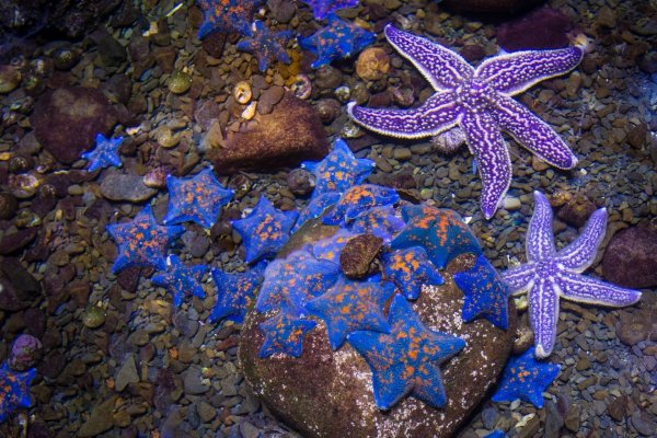 Морская звезда на Дальневосточном заповеднике