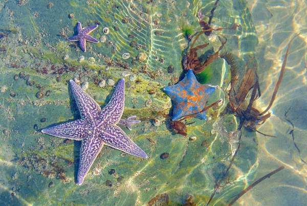 Морская звезда снизу