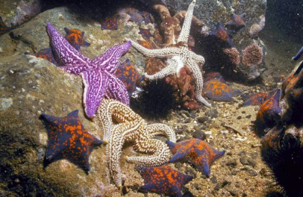 Дальневосточный морской заповедник морские звезды