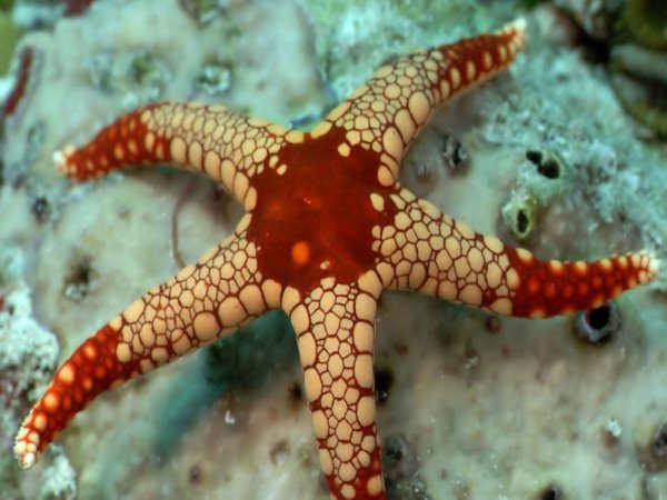 О жизни морской звезды