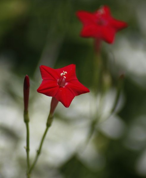 Цветок Цветущий звездой