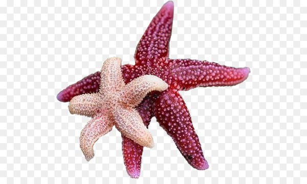 Морская звезда для детей