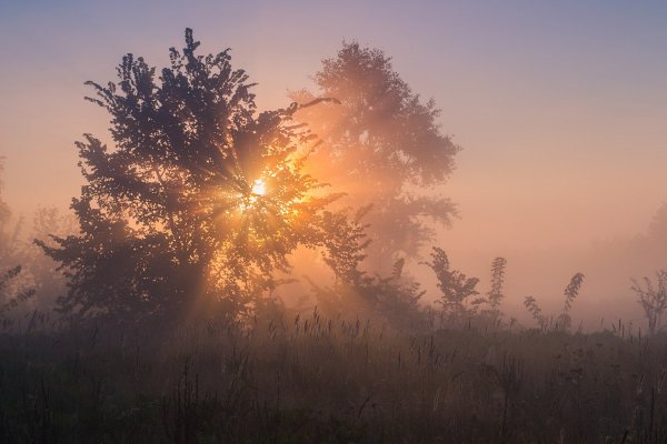 Утренняя звезда природа