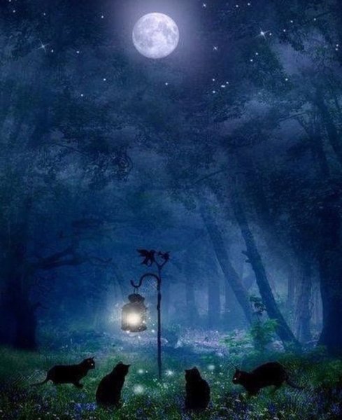 Ночь лес Луна