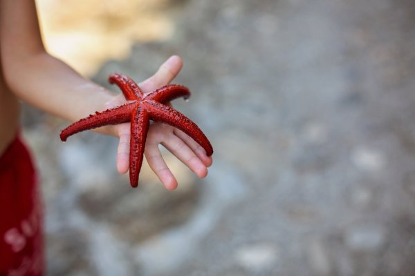 Мальчик и морские звезды