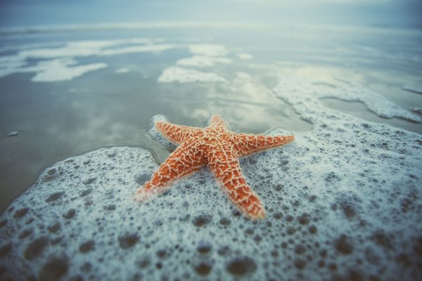 Starfish Beach Панама