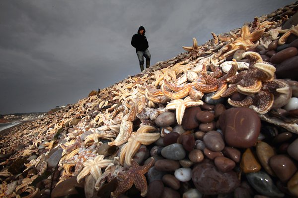 Starfish Beach Панама