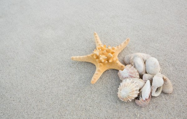 Морская звезда