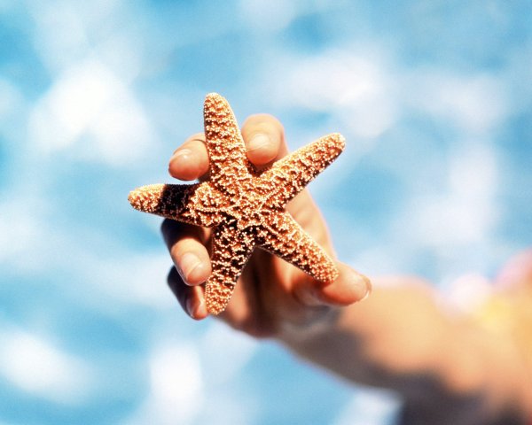 Руки детей трогают морские звезды