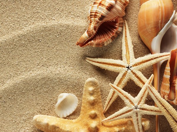 Ракушки морские на песке