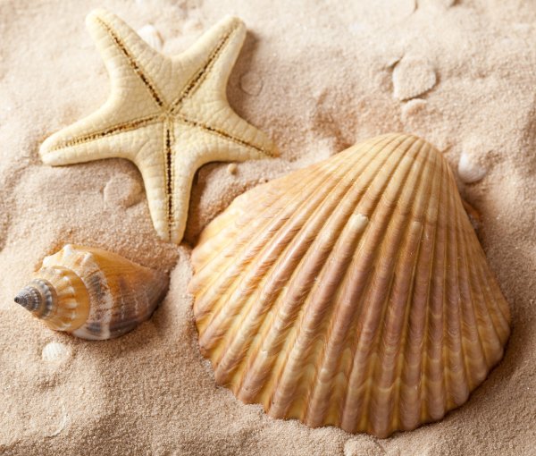 Морская раковина
