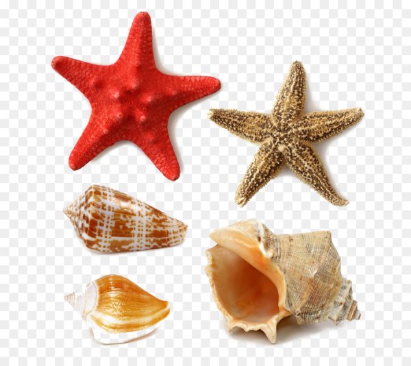 Ракушка звезда