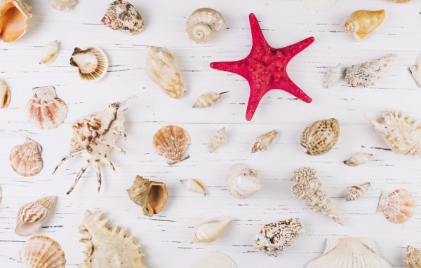 Дно океана с ракушками