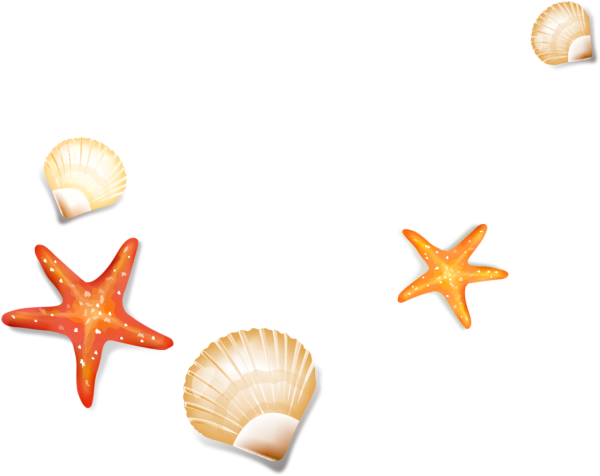 Морские ракушки на прозрачном фоне