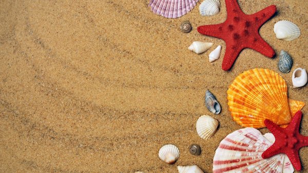 Ракушки морские на песке