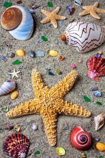 Морская тематика ракушки