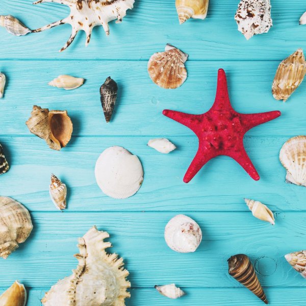 Фон ракушки море
