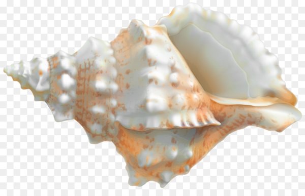 Морская звезда и ракушки