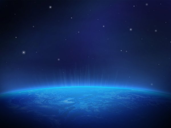 Цветок Сильвия Кордедда