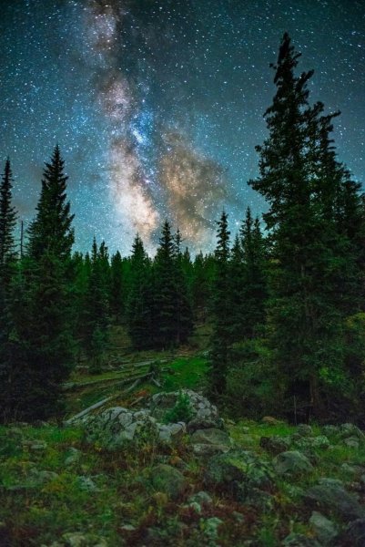 Звезда в лесу