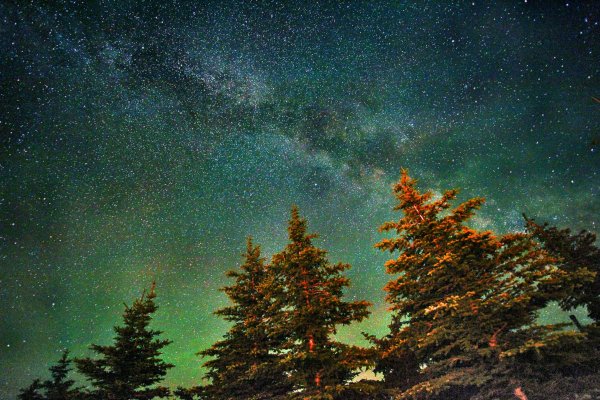 Ночное небо в лесу