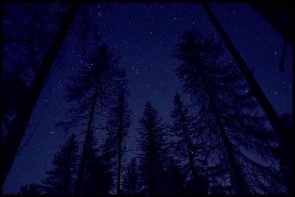 Звездное небо в лесу