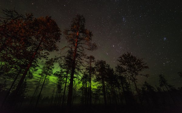 Звездное небо в лесу