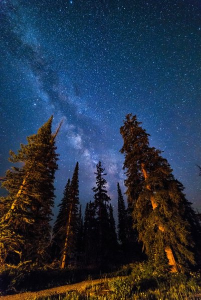 Ночной лес со звездами