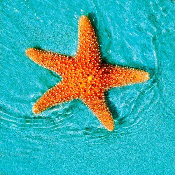 Морская звезда сзади