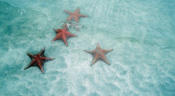 Starfish Beach Панама