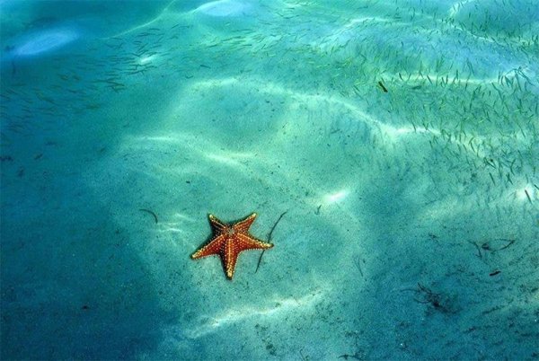 Морская звезда на дне моря