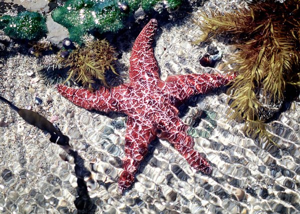 Морская звезда Lunckia Columbiae