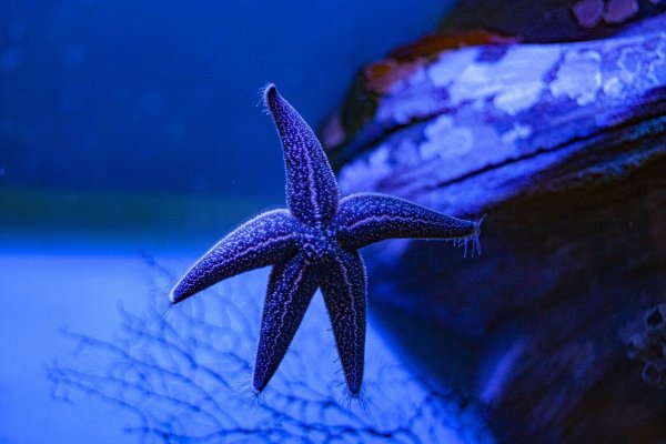 Морская звезда под водой
