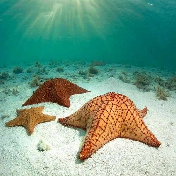 Морская звезда на Дальневосточном заповеднике