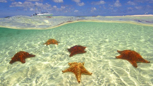 Морская звезда - Starfish