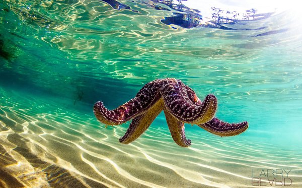 Морская звезда коричневая