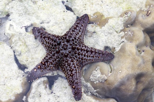 Морская звезда Баренцево море