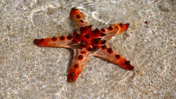 Starfish Beach Панама